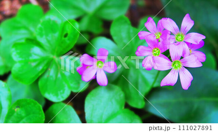 ムラサキカタバミの花のある風景 ムラサキカタバミの花のある風景 111027891