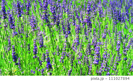ラベンダーの花が満開のラベンダー畑の風景 ラベンダーの花が満開のラベンダー畑の風景 111027894
