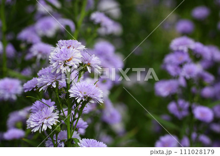 Purple Marguerite flower in bloom. Purple Marguerite flower in bloom. 111028179