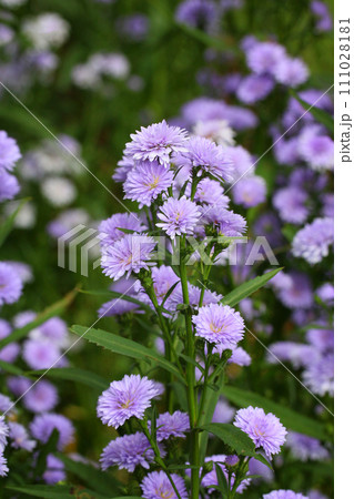 Purple Marguerite flower in bloom. 111028181