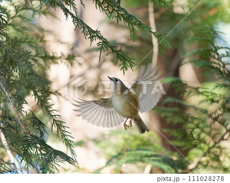 餌を捕り針葉樹の中を飛ぶキクイタダキ 111028278