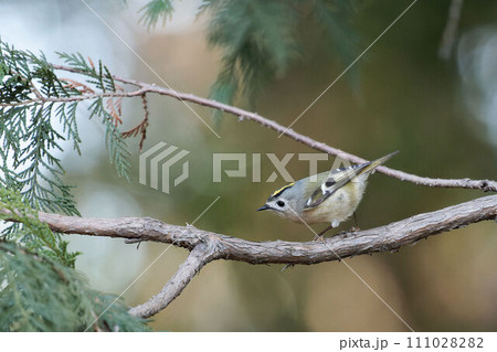 針葉樹の木に止まるキクイタダキ 針葉樹の木に止まるキクイタダキ 111028282