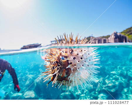 水面を漂う美しいハリセンボン（ハリセンボン科）。  東京都伊豆諸島式根島丸根ヶ浜にて。 2023年1 111028477