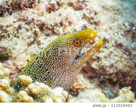 美しいワカウツボ(ウツボ科)。 東京都伊豆諸島式根島丸根ヶ浜にて。 2023年11月2日撮影。 美しいワカウツボ(ウツボ科)。 東京都伊豆諸島式根島丸根ヶ浜にて。 2023年11月2日撮影。 111028482