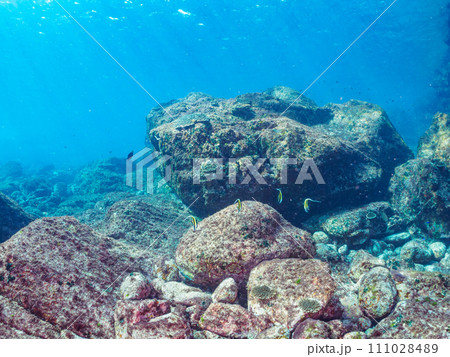 美しいテーブルサンゴとツノダシ（ツノダシ科）、キホシスズメダイ（スズメダイ科）他の群れ。  東京都伊 111028489