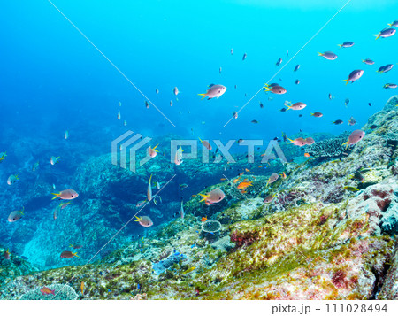 美しいテーブルサンゴと可愛いナンヨウハギ（ニザダイ科）の幼魚、キンギョハナダイ（ハナダイ亜科）他群れ 111028494