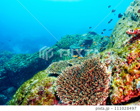 美しいテーブルサンゴと可愛いナンヨウハギ（ニザダイ科）の幼魚、キンギョハナダイ（ハナダイ亜科）他群れ 111028497