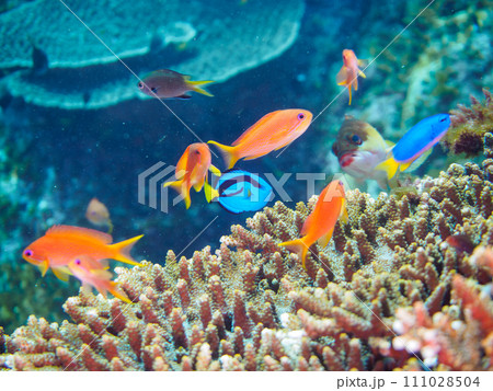 美しいテーブルサンゴと可愛いナンヨウハギ（ニザダイ科）の幼魚、キンギョハナダイ（ハナダイ亜科）他群れ 111028504