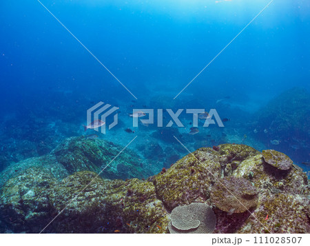 美しいテーブルサンゴと可愛いナンヨウハギ(ニザダイ科)の幼魚、キンギョハナダイ(ハナダイ亜科)他群れ 美しいテーブルサンゴと可愛いナンヨウハギ(ニザダイ科)の幼魚、キンギョハナダイ(ハナダイ亜科)他群れ 111028507