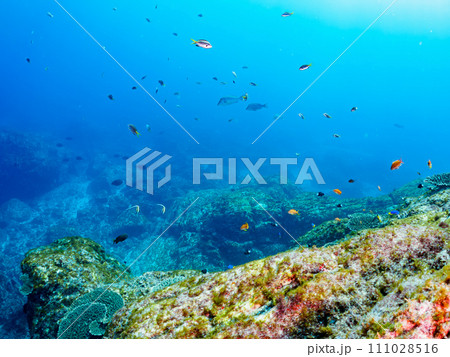 美しいテーブルサンゴと可愛いナンヨウハギ（ニザダイ科）の幼魚、キンギョハナダイ（ハナダイ亜科）他群れ 111028516