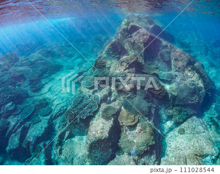 テーブルサンゴ等の美しいサンゴ群生。 東京都伊豆諸島式根島丸根ヶ浜にて。 2023年11月2日撮影 テーブルサンゴ等の美しいサンゴ群生。 東京都伊豆諸島式根島丸根ヶ浜にて。 2023年11月2日撮影 111028544