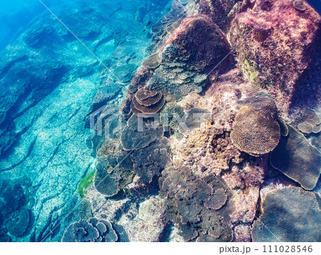 テーブルサンゴ等の美しいサンゴ群生。  東京都伊豆諸島式根島丸根ヶ浜にて。 2023年11月2日撮影 111028546