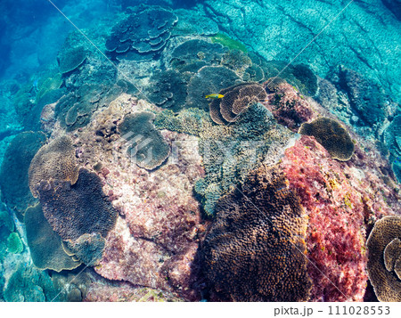 テーブルサンゴ等の美しいサンゴ群生。  東京都伊豆諸島式根島丸根ヶ浜にて。 2023年11月2日撮影 111028553