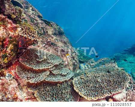 美しいトゲチョウチョウウオ(チョウチョウウオ科)他の群れ。 東京都伊豆諸島式根島丸根ヶ浜にて。 2 美しいトゲチョウチョウウオ(チョウチョウウオ科)他の群れ。 東京都伊豆諸島式根島丸根ヶ浜にて。 2 111028557