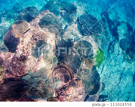 テーブルサンゴ等の美しいサンゴ群生。 東京都伊豆諸島式根島丸根ヶ浜にて。 2023年11月2日撮影 テーブルサンゴ等の美しいサンゴ群生。 東京都伊豆諸島式根島丸根ヶ浜にて。 2023年11月2日撮影 111028558