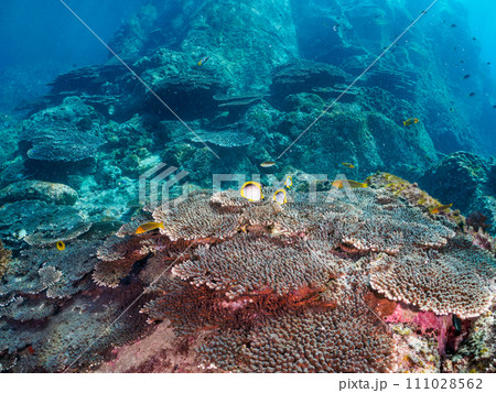 トノサマダイ、アケボノチョウチョウウオ、ヤリカタギ（チョウチョウウオ科）他の群れ。 111028562