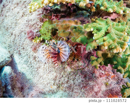 広げた羽根が美しいキリンミノ（フサカサゴ科）。  東京都伊豆諸島式根島丸根ヶ浜にて。 2023年11 111028572