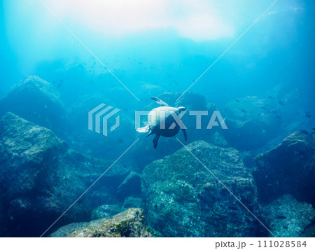 美しく大きなアオウミガメ（ウミガメ科）とサンゴの群生。  東京都伊豆諸島式根島丸根ヶ浜にて。 202 111028584