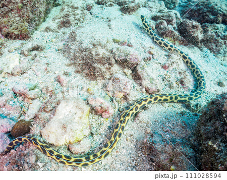 不思議なモヨウモンガラドオシ（ウミヘビ科）。  東京都伊豆諸島式根島丸根ヶ浜にて。 2023年11月 111028594