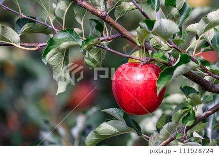 北海道壮瞥町、真っ赤に実るリンゴ【9月】 北海道壮瞥町、真っ赤に実るリンゴ【9月】 111028724