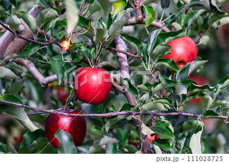 北海道壮瞥町、真っ赤に実るリンゴ【9月】 111028725