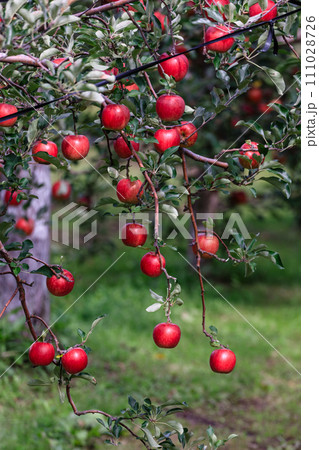 北海道壮瞥町、真っ赤に実るリンゴ【9月】 北海道壮瞥町、真っ赤に実るリンゴ【9月】 111028726