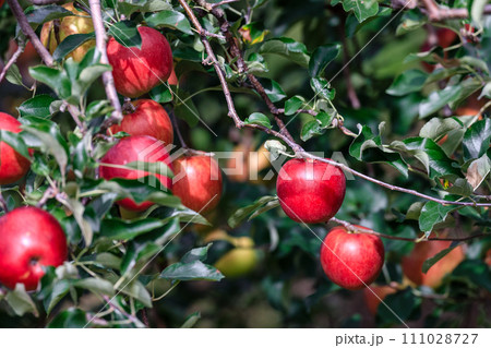 北海道壮瞥町、真っ赤に実るリンゴ【9月】 北海道壮瞥町、真っ赤に実るリンゴ【9月】 111028727