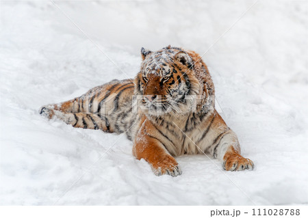 Closeup Adult Tiger in cold time. Tiger snow in wild winter nature 111028788