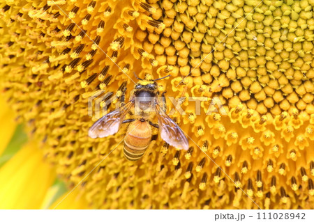Blooming Sunflower with closeup on pollen and have bees sucking nectar. 111028942