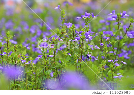 Brazilian Snapdragon or Amazon Blue flower. 111028999