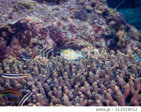 美しいエンタクミドリイシ（テーブルコーラル）とアオバスズメダイ（スズメダイ科）他の群れ。  東京都伊 111029012