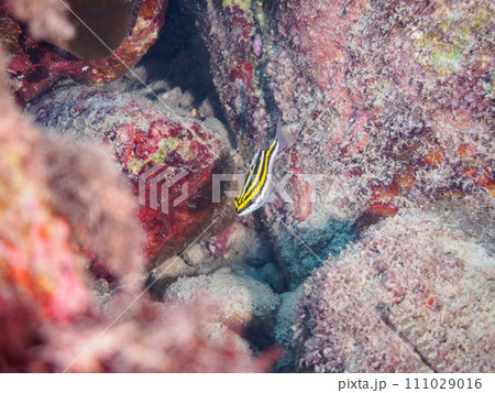 美しいフタスジタマガシラ（イトヨリダイ科）の幼魚。  東京都伊豆諸島式根島丸根ヶ浜にて。 2023年 111029016