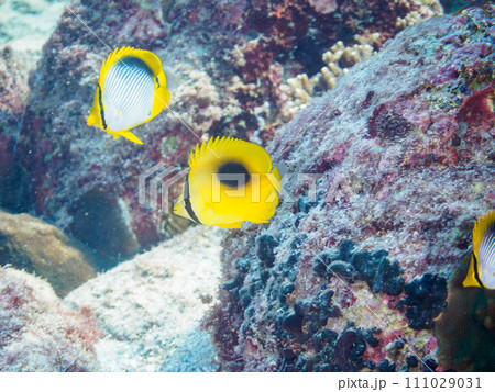トノサマダイ、アケボノチョウチョウウオ、ヤリカタギ（チョウチョウウオ科）他の群れ。 111029031