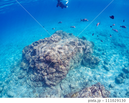 美しいイスズミ（イスズミ科）、オヤビッチャ（スズメダイ科）の群れ他。  東京都伊豆諸島式根島、中の浦 111029130