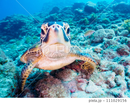 人懐っこい美しいアオウミガメ（ウミガメ科）の若い個体。  東京都伊豆諸島式根島、中の浦海水浴場にて。 111029156
