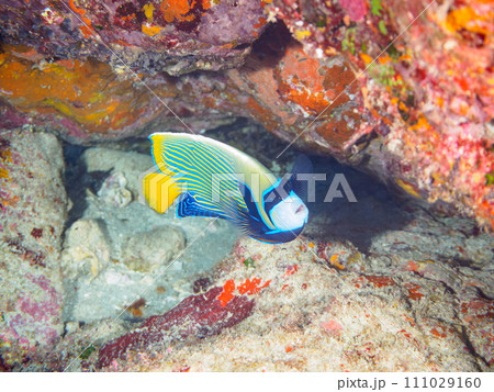 美しく大きなタテジマキンチャクダイ（キンチャクダイ科）。  東京都伊豆諸島式根島、中の浦海水浴場にて 111029160
