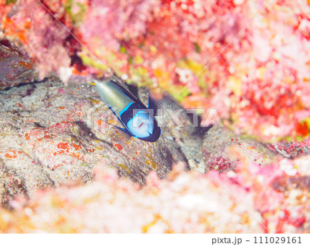 美しく大きなタテジマキンチャクダイ(キンチャクダイ科)。 東京都伊豆諸島式根島、中の浦海水浴場にて 美しく大きなタテジマキンチャクダイ(キンチャクダイ科)。 東京都伊豆諸島式根島、中の浦海水浴場にて 111029161