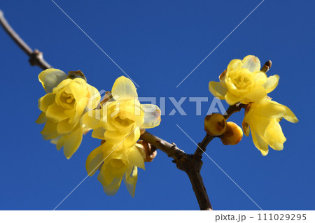 ロウバイ 111029295