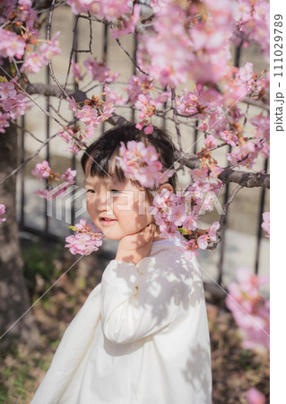 満開の桜と女の子 111029789