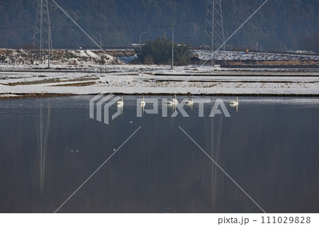 冬の訪問者 111029828