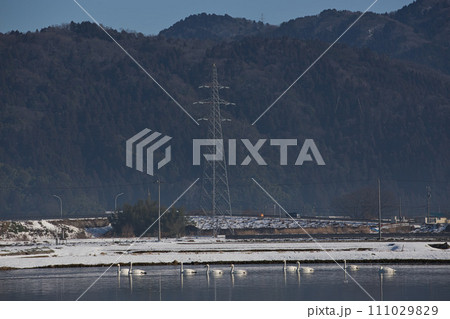 冬の訪問者 111029829