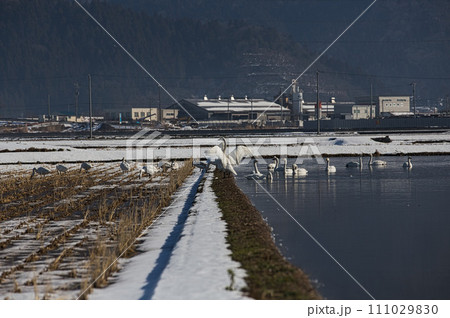 冬の訪問者 111029830