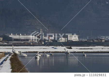 冬の訪問者 111029831