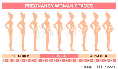 Fetal development stages in womb. Pregnancy woman silhouette. Gradual abdomen growth. Female body changing. Baby in mothers belly. Side view. Educational poster. Garish vector concept 111030004