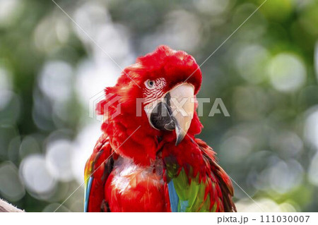 神戸どうぶつ王国のベニコンゴウインコ　兵庫県神戸市 111030007