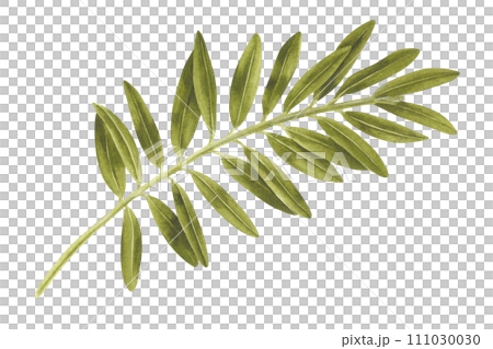 Branch with Leaves Watercolor illustration. Hand drawn clip art on white isolated background. Drawing of pistachio Tree Twig without nuts. Painting of an olive plant for eco design 111030030