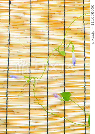 アサガオ 朝顔 あさがお つぼみ アサガオ 朝顔 あさがお つぼみ 111030050