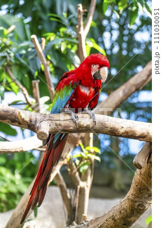 鮮やかなベニコンゴウインコ 神戸どうぶつ王国 兵庫県神戸市 鮮やかなベニコンゴウインコ 神戸どうぶつ王国 兵庫県神戸市 111030051