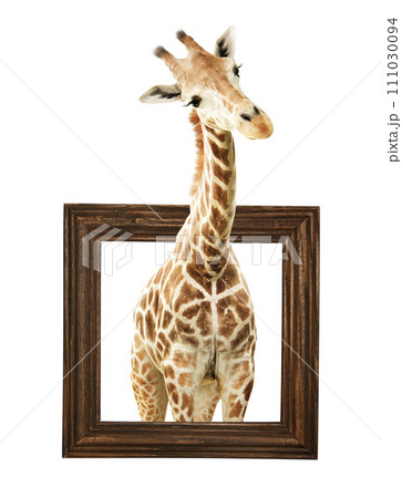 Cute curiosity giraffe. The giraffe looks interested. African animal stares interestedly inside picture frame. Giraffe in wooden frame with 3d effect. Isolated on white background 111030094