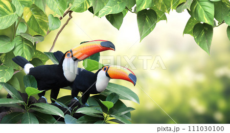 Horizontal banner with two beautiful colorful toucan birds (Ramphastidae) on a branch in a rainforest. Couple of toucan bird and leaves of tropical plants on sunny background 111030100